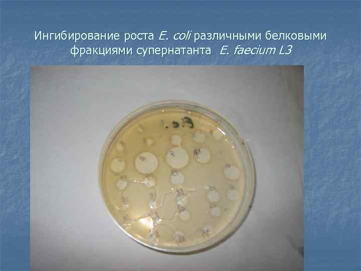 Ингибирование роста E. coli различными белковыми фракциями супернатанта E. faecium L 3 