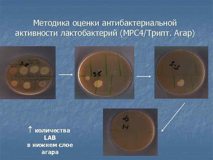 Методика оценки антибактериальной активности лактобактерий (МРС 4/Трипт. Агар) количества LAB в нижнем слое агара