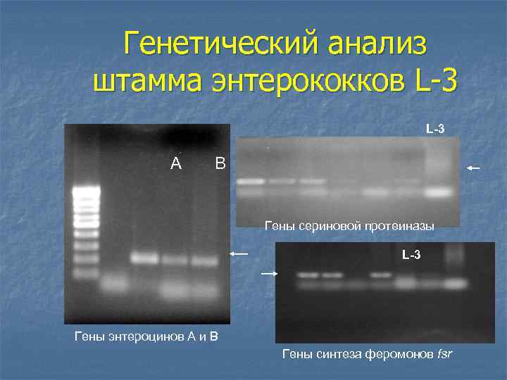 Генетический анализ штамма энтерококков L-3 А B Гены сериновой протеиназы L-3 Гены энтероцинов А
