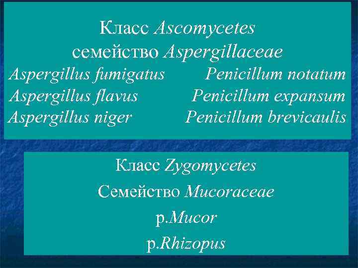 Класс Ascomycetes семейство Aspergillaceae Aspergillus fumigatus Aspergillus flavus Aspergillus niger Penicillum notatum Penicillum expansum