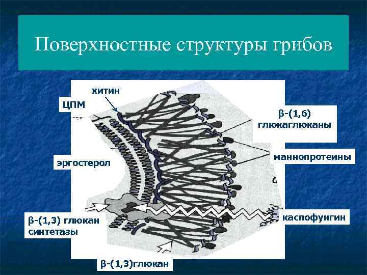 Поверхностные структуры грибов хитин ЦПМ β-(1, 6) глюканы эргостерол маннопротеины каспофунгин β-(1, 3) глюкан