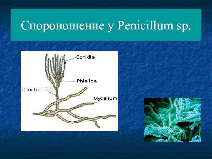 Спороношение у Penicillum sp. 