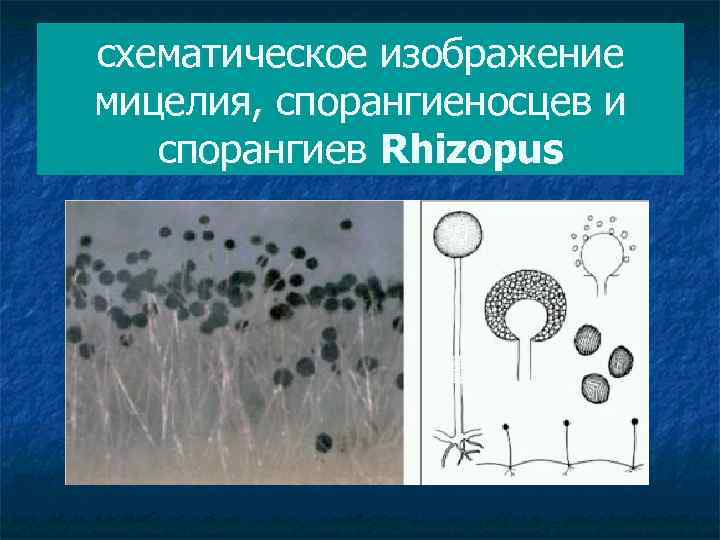 схематическое изображение мицелия, спорангиеносцев и спорангиев Rhizopus 
