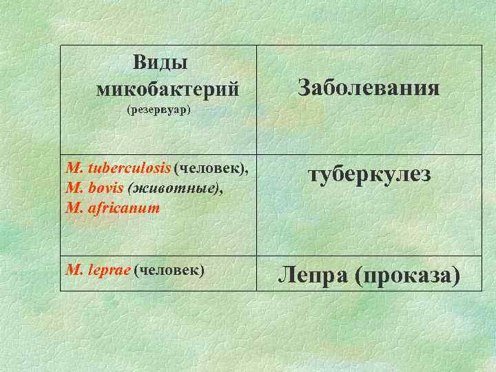 Виды микобактерий Заболевания (резервуар) М. tuberculosis (человек), M. bovis (животные), M. africanum M. leprae