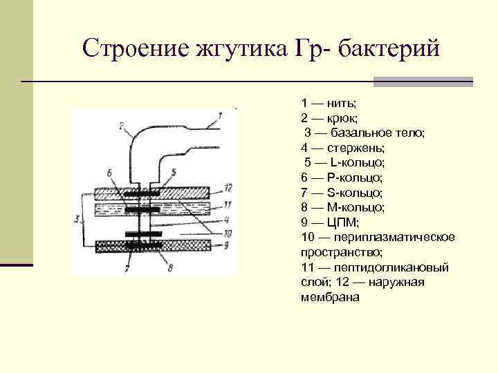 Строение жгутика Гр- бактерий 1 — нить; 2 — крюк; 3 — базальное тело;