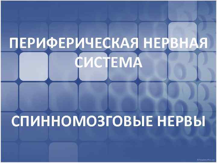 ПЕРИФЕРИЧЕСКАЯ НЕРВНАЯ СИСТЕМА СПИННОМОЗГОВЫЕ НЕРВЫ 