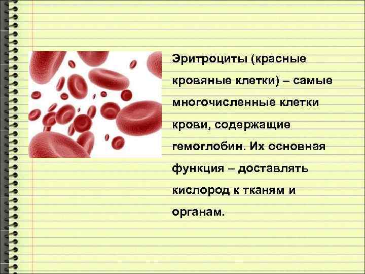 Эритроциты (красные кровяные клетки) – самые многочисленные клетки крови, содержащие гемоглобин. Их основная функция