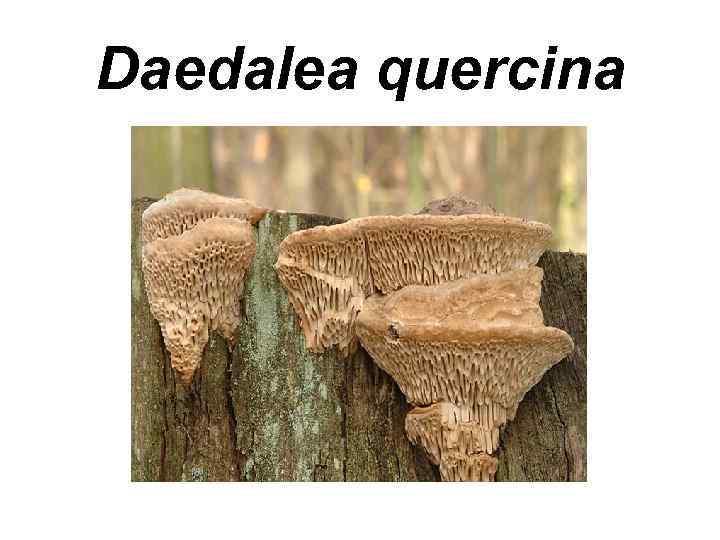 Daedalea quercina 