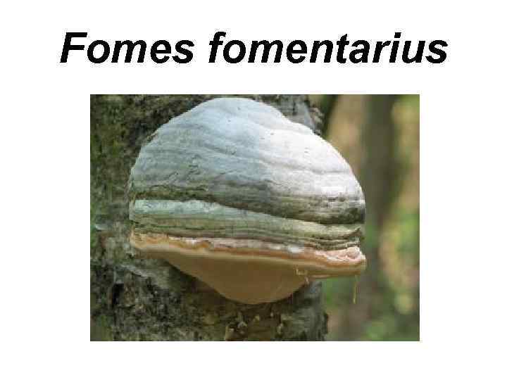 Fomes fomentarius 
