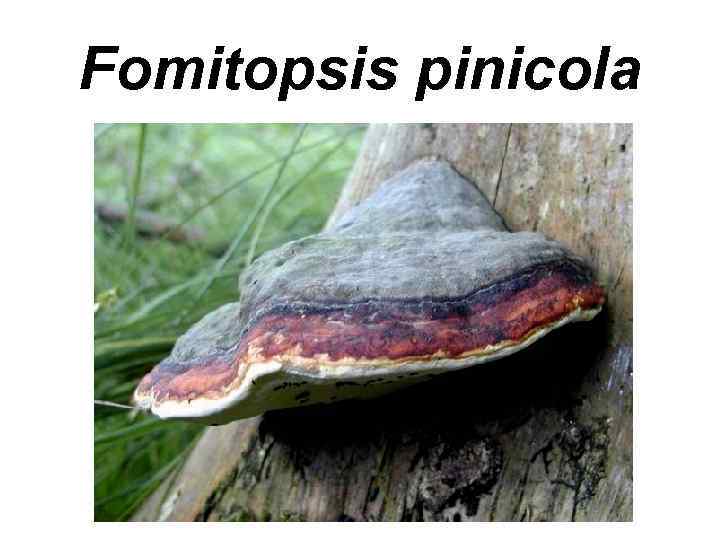 Fomitopsis pinicola 