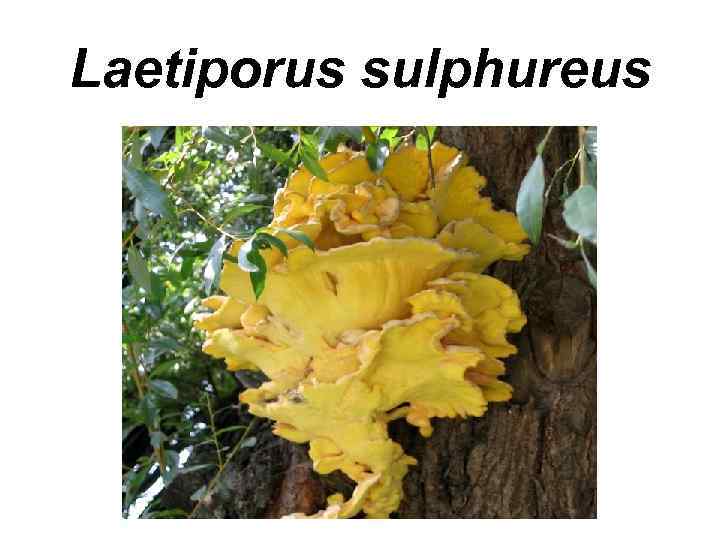 Laetiporus sulphureus 
