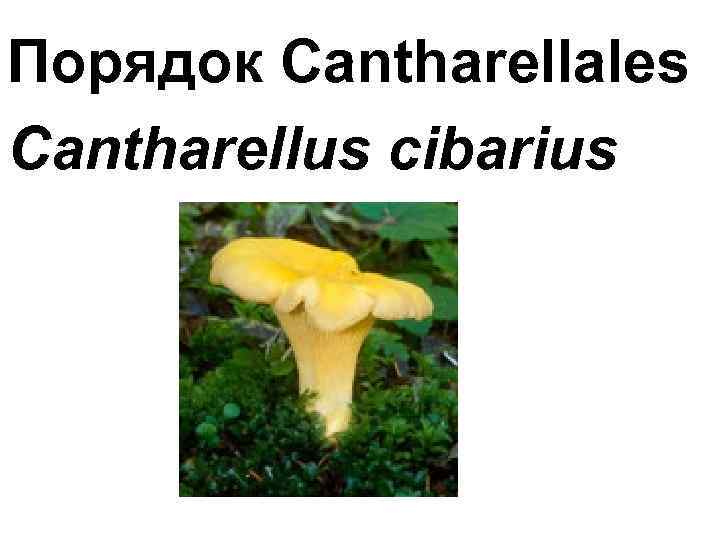 Порядок Cantharellales Cantharellus cibarius 