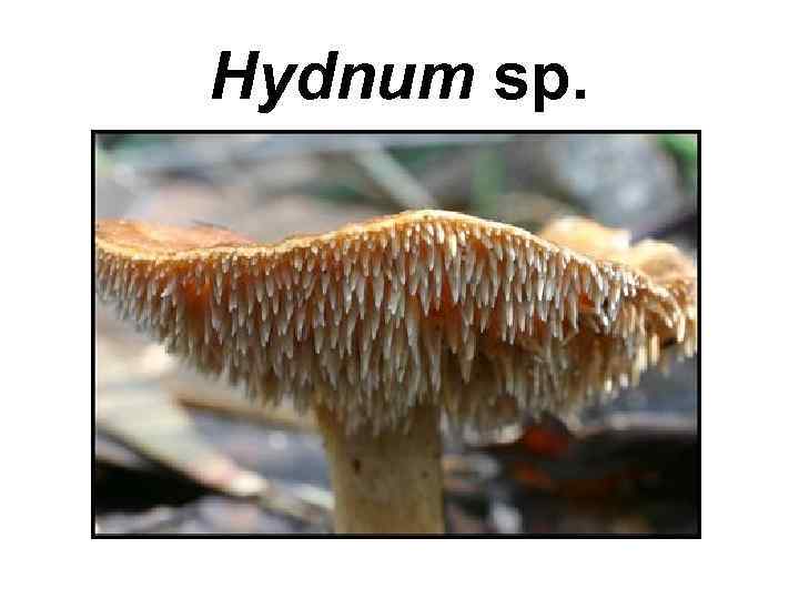 Hydnum sp. 