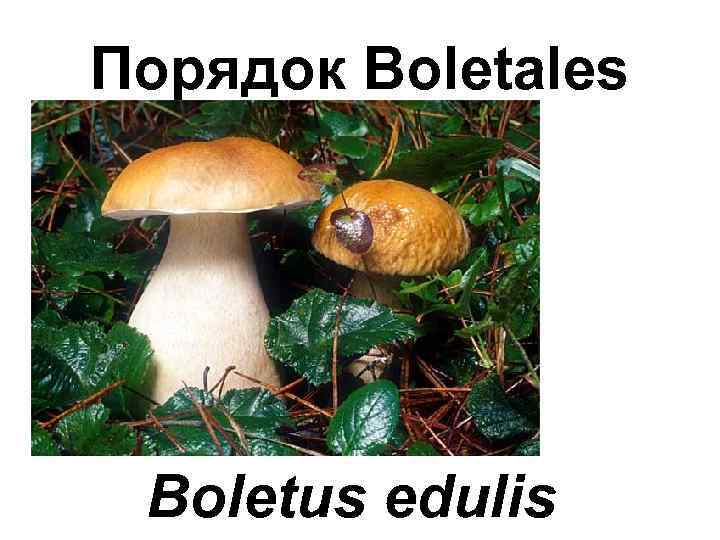Порядок Boletales Boletus edulis 