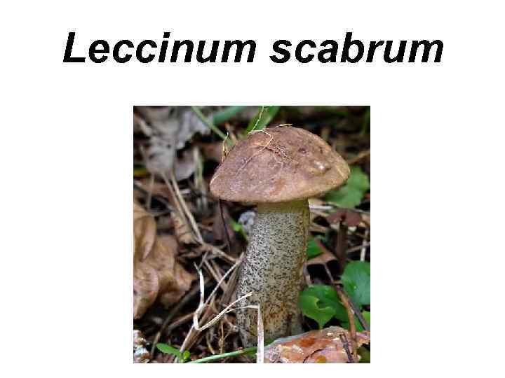 Leccinum scabrum 