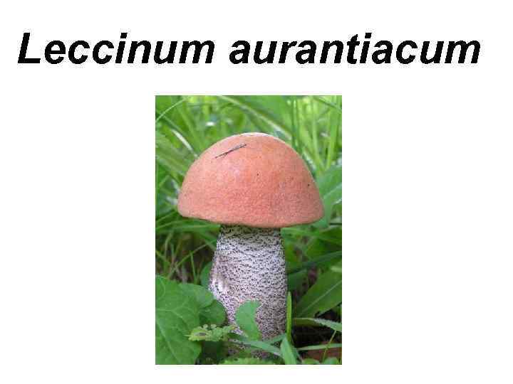 Leccinum aurantiacum 