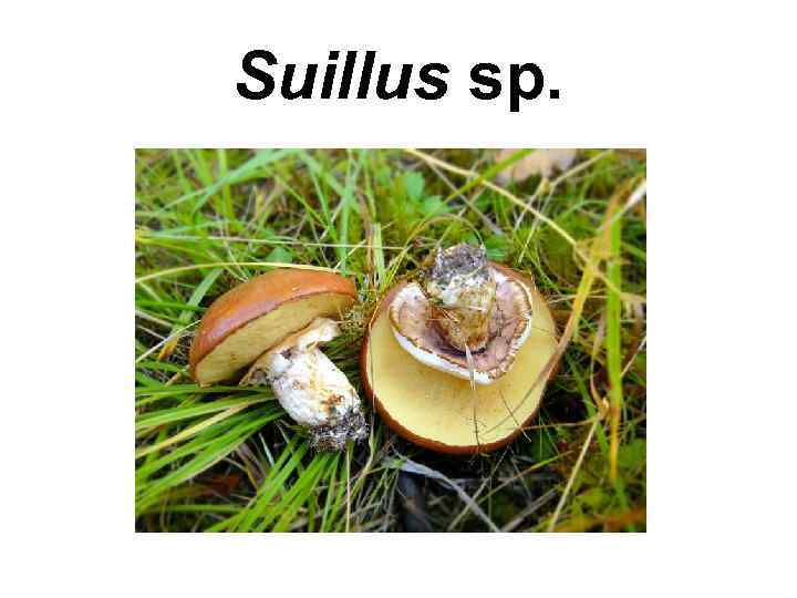 Suillus sp. 