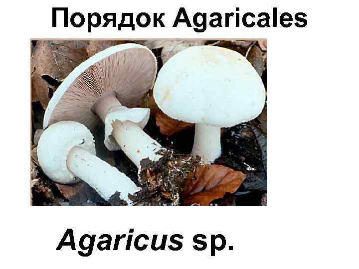 Порядок Agaricales Agaricus sp. 