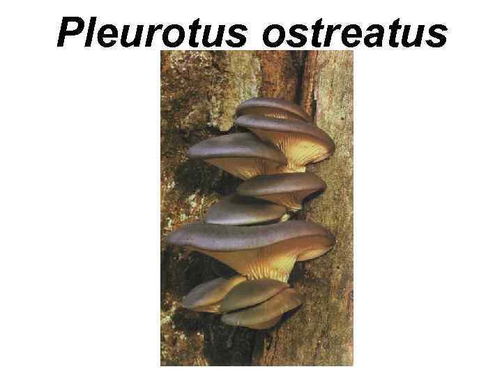 Pleurotus ostreatus 