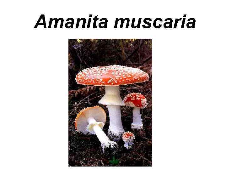 Amanita muscaria 