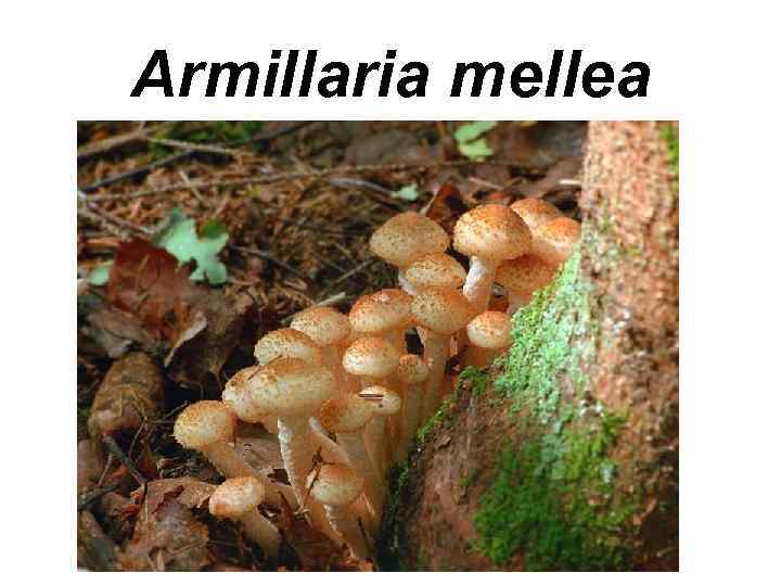 Armillaria mellea 