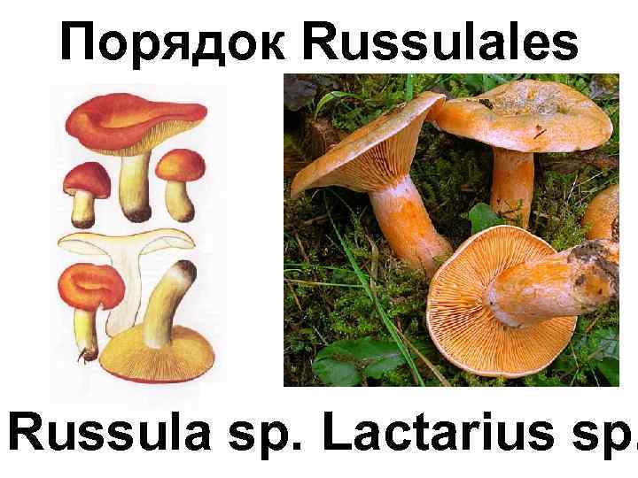 Порядок Russulales Russula sp. Lactarius sp. 
