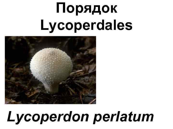 Порядок Lycoperdales Lycoperdon perlatum 