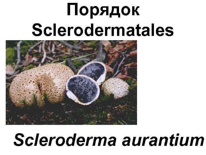 Порядок Sclerodermatales Scleroderma aurantium 