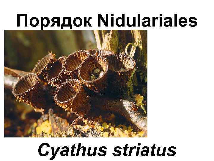 Порядок Nidulariales Cyathus striatus 