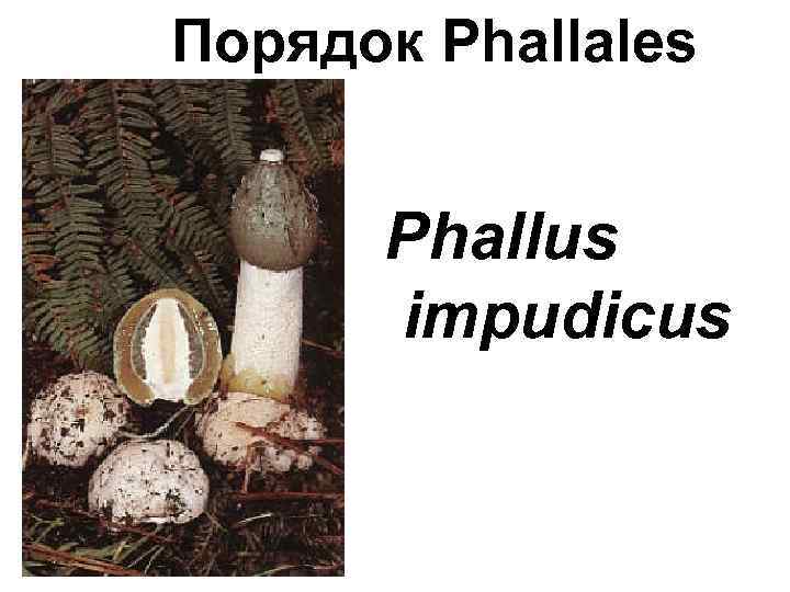 Порядок Phallales Phallus impudicus 
