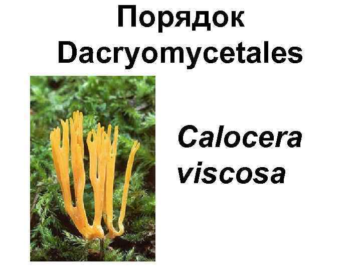Порядок Dacryomycetales Calocera viscosa 