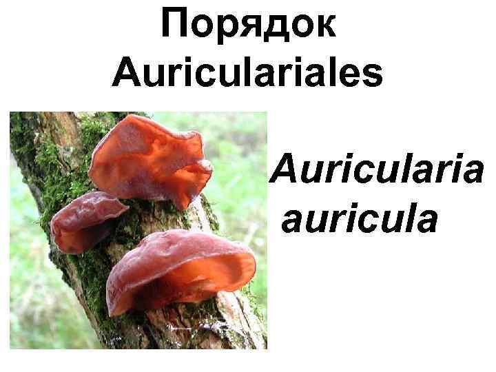 Порядок Auriculariales Auricularia auricula 