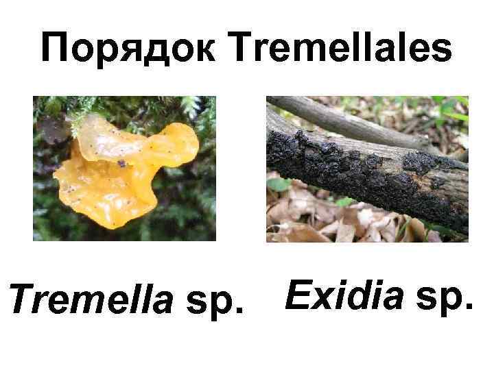 Порядок Tremellales Tremella sp. Exidia sp. 