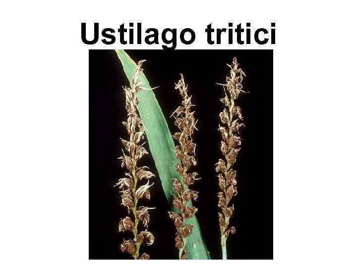 Ustilago tritici 