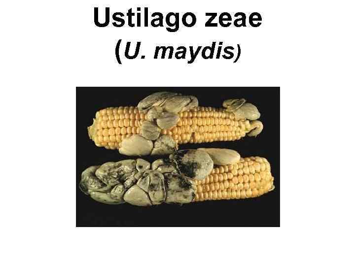 Ustilago zeae (U. maydis) 