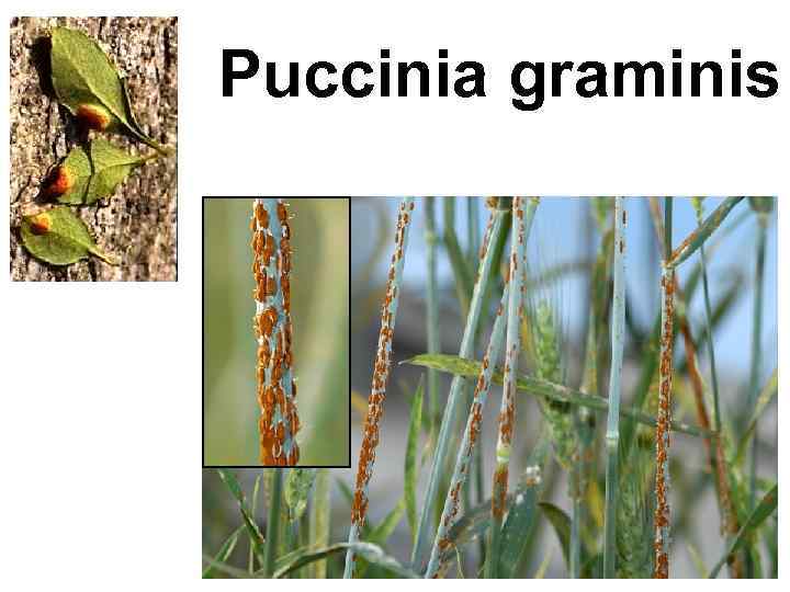 Puccinia graminis 