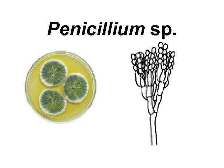 Penicillium sp. 