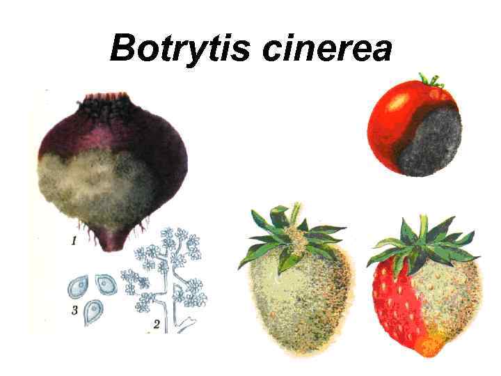 Botrytis cinerea 