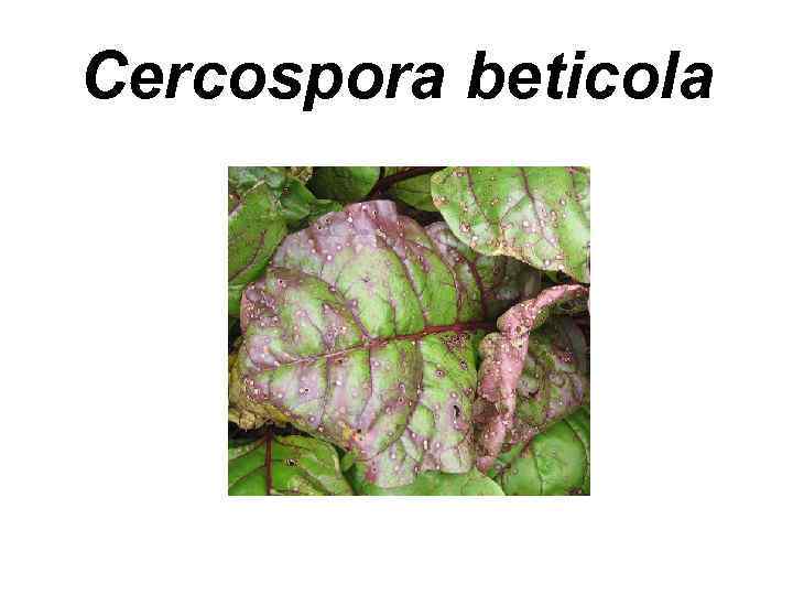 Сercospora beticola 