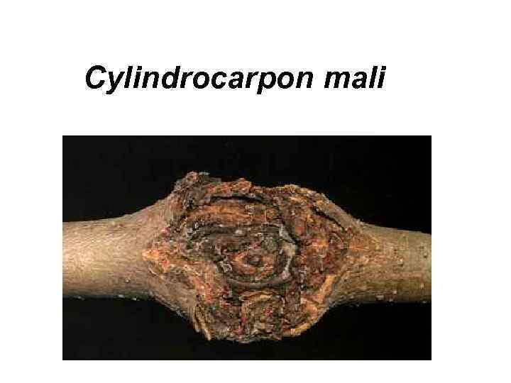 Сylindrocarpon mali 