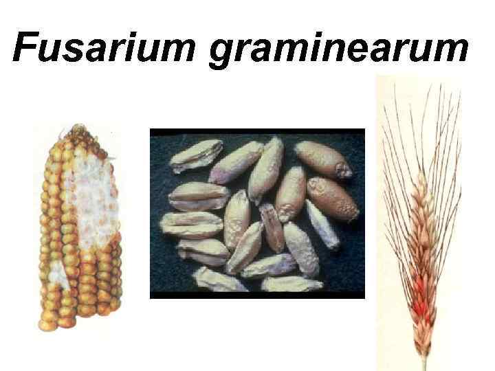 Fusarium graminearum 