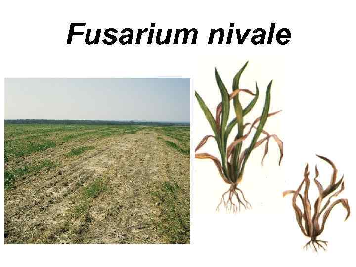 Fusarium nivale 