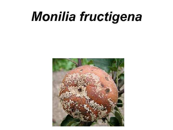 Monilia fructigena 