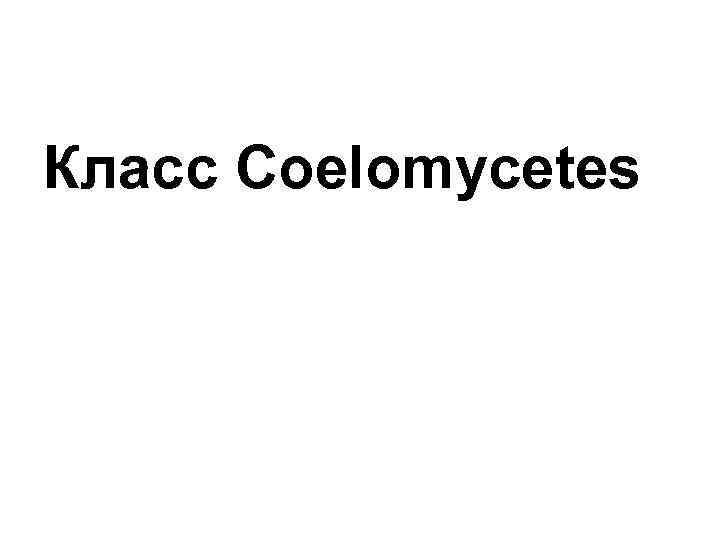 Класс Coelomycetes 