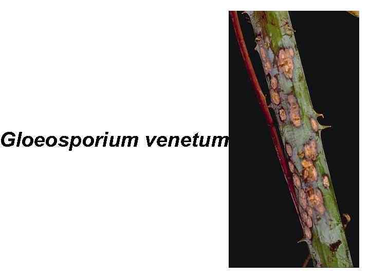 Gloeosporium venetum 
