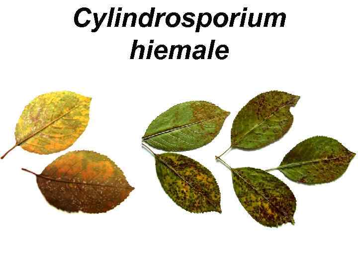 Cylindrosporium hiemale 