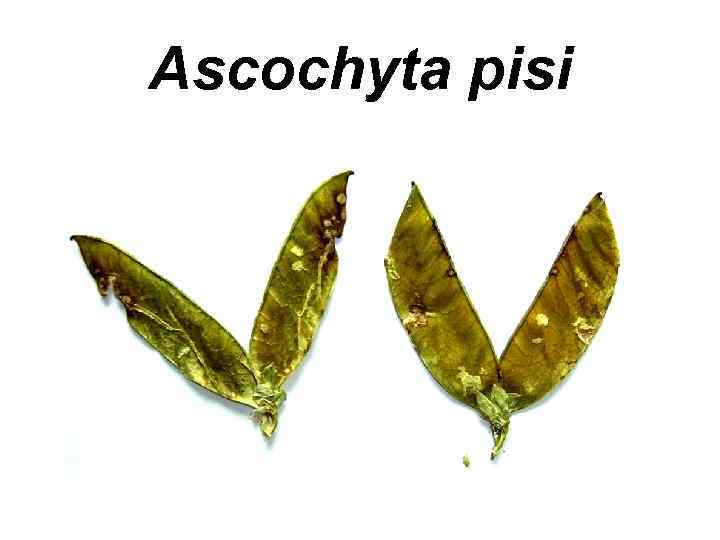Ascoсhyta pisi 