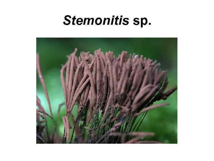 Stemonitis sp. 