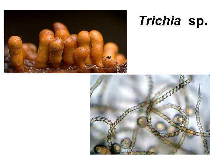 Trichia sp. 