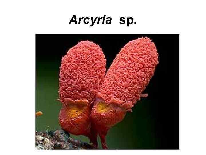Arcyria sp. 